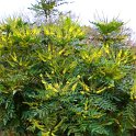 Mahonia bealei fleur